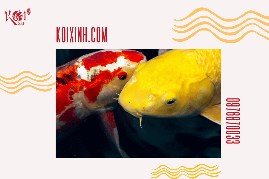 Cá Koi có hung dữ không? Loài cá có thể sống chung với cá Koi Cá Koi trong quá trình sinh sản
