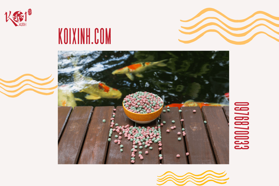 Cá Koi có hung dữ không? Loài cá có thể sống chung với cá Koi Không có đủ thức ăn và chất dinh dưỡng