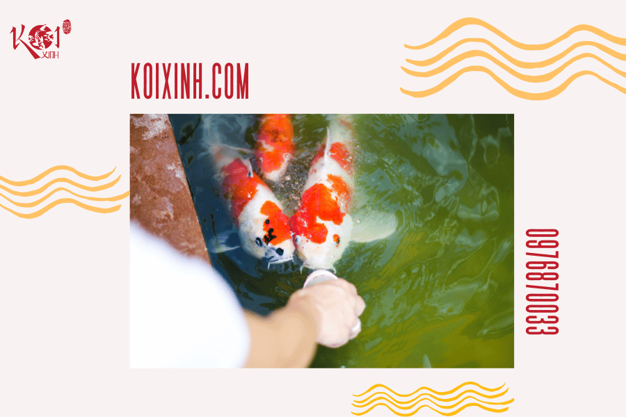 Cá Koi có hung dữ không? Loài cá có thể sống chung với cá Koi Căng thẳng