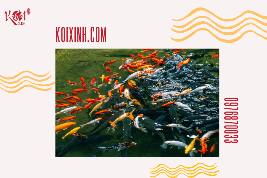 Cá Koi có hung dữ không? Loài cá có thể sống chung với cá Koi Những yếu tố ảnh hưởng đến tính cách của cá Koi