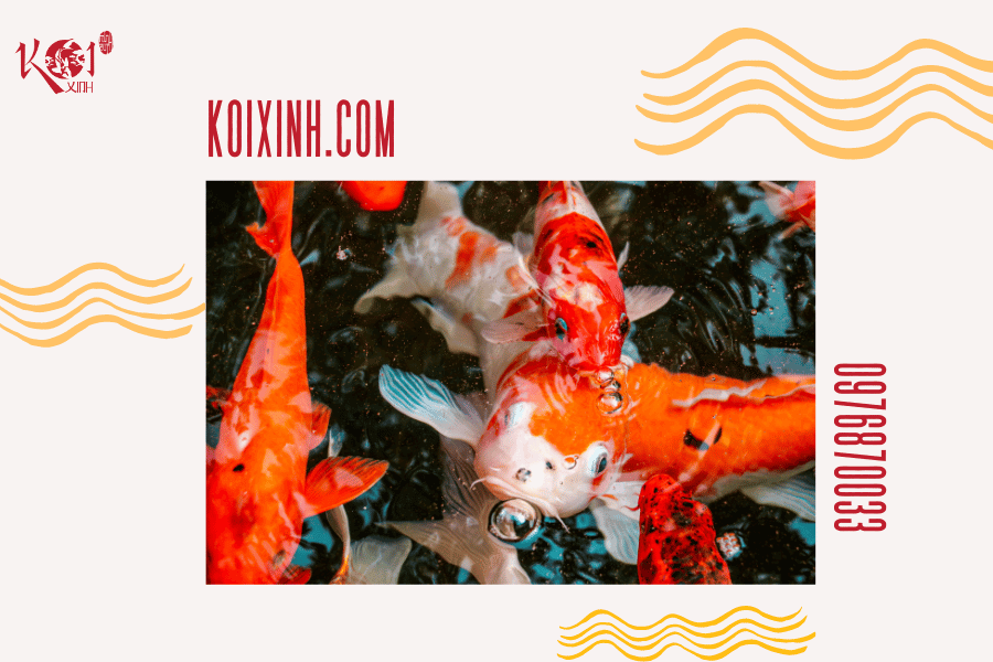 Cá Koi có hung dữ không? Loài cá có thể sống chung với cá Koi
