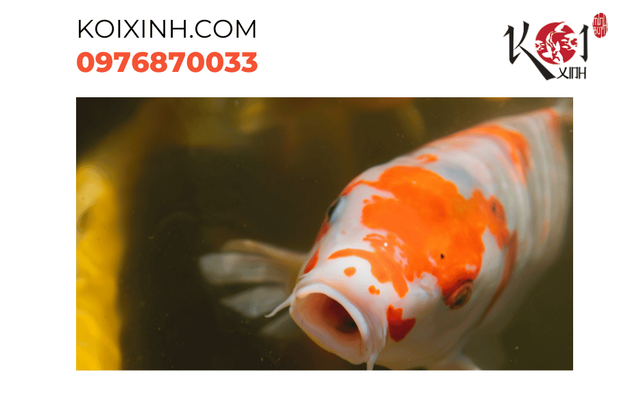Sự kiên nhẫn và quan sát: Phát hiện sớm dấu hiệu về sức khỏe của cá Koi Sự kiên nhẫn và quan sát: Phát hiện sớm dấu hiệu về sức khỏe của cá Koi