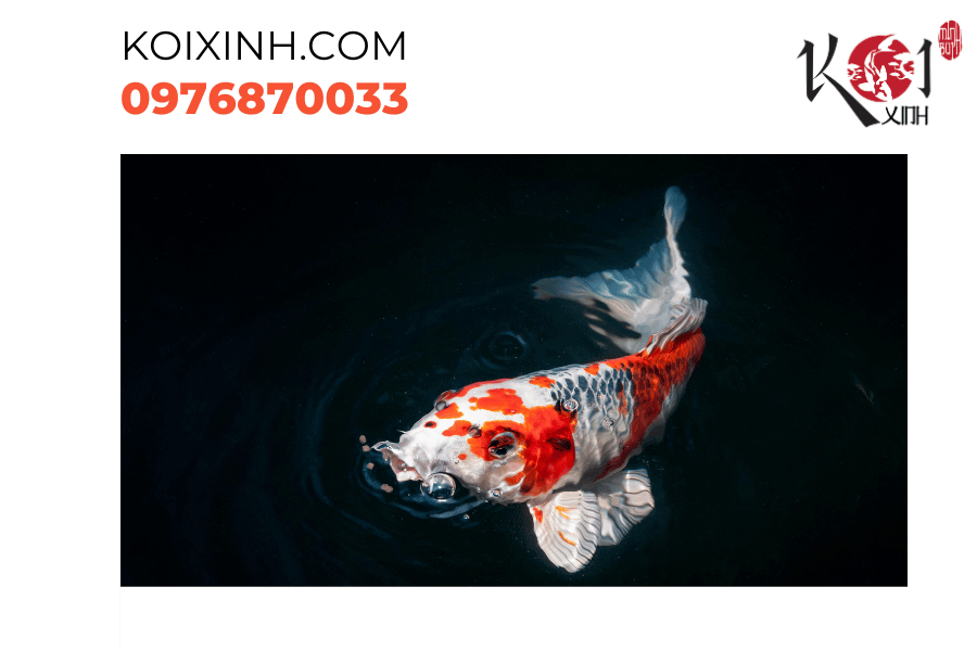 Cá Koi mất ánh sáng: Bệnh xù vảy ảnh hưởng đến vẻ đẹp tự nhiên Cá Koi mất ánh sáng: Bệnh xù vảy ảnh hưởng đến vẻ đẹp tự nhiên