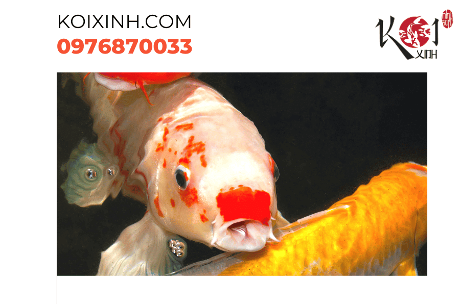 Hãy lắng nghe dấu hiệu: Đảm bảo sức khỏe ổn định cho cá Koi Hãy lắng nghe dấu hiệu: Đảm bảo sức khỏe ổn định cho cá Koi