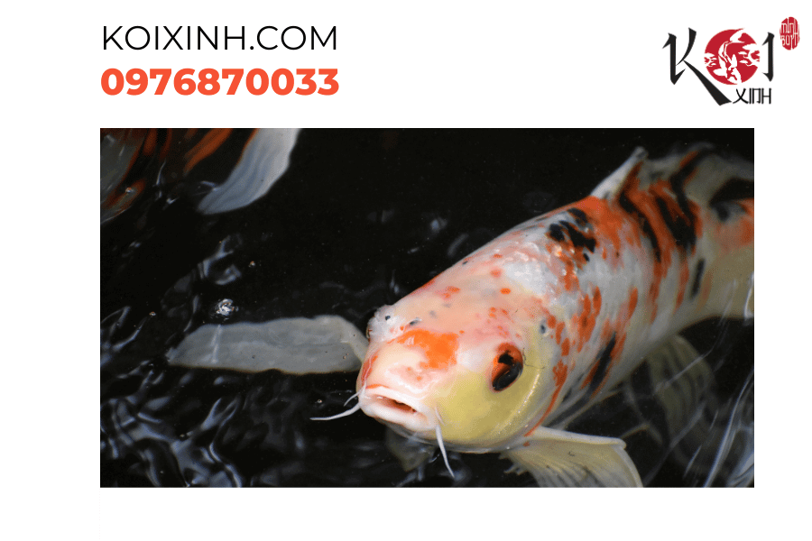 Đối mặt với những nguy cơ: Bảo vệ đàn cá và hạn chế bệnh tật Đối mặt với những nguy cơ: Bảo vệ đàn cá và hạn chế bệnh tật