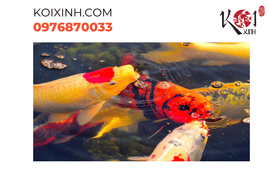 Sức khỏe và tráng kiện: Đảm bảo cá Koi tràn đầy năng lượng Sức khỏe và tráng kiện: Đảm bảo cá Koi tràn đầy năng lượng