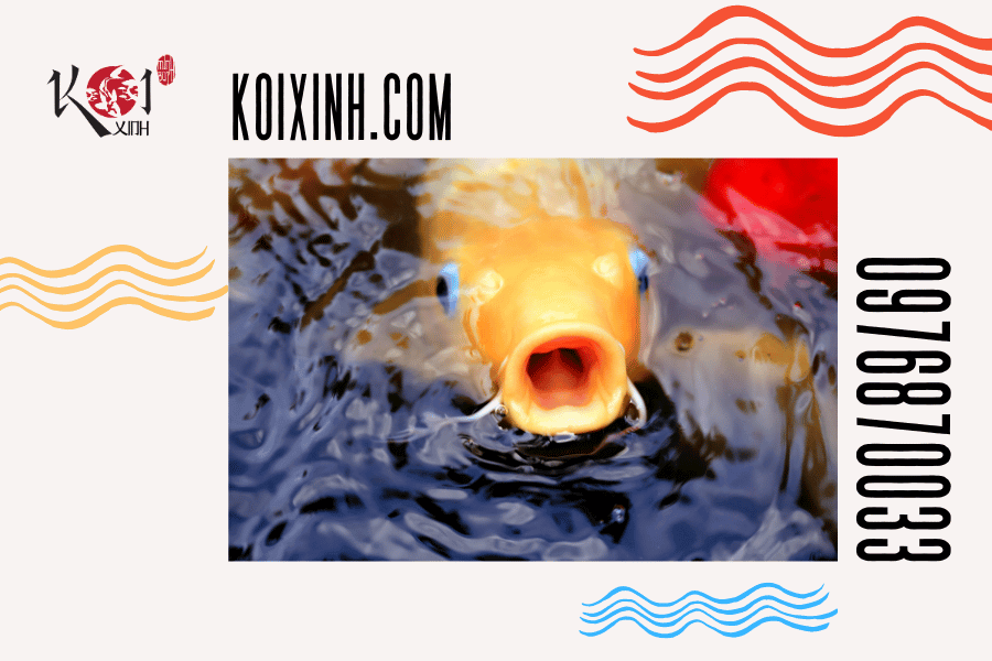 Cách cho cá Koi ăn hiệu quả