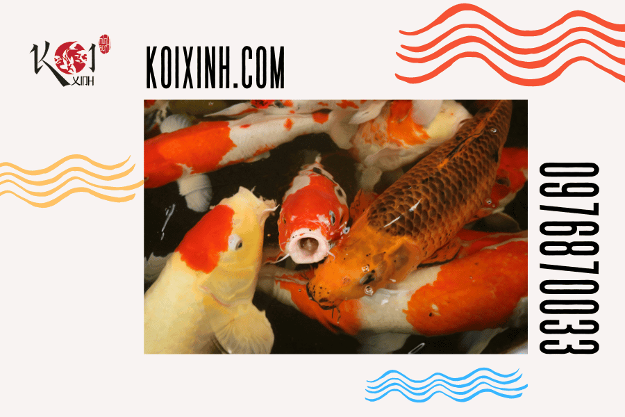 Cách cho cá Koi ăn hiệu quả Cách cho cá Koi ăn hiệu quả