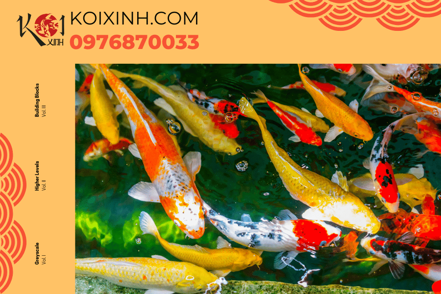 Cách phân biệt tên gọi của các loại cá Koi