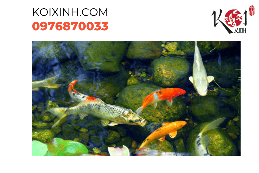 Hồ cá Koi - nơi thỏa mãn trái tim yêu thiên nhiên và sự thư thái tâm hồn.