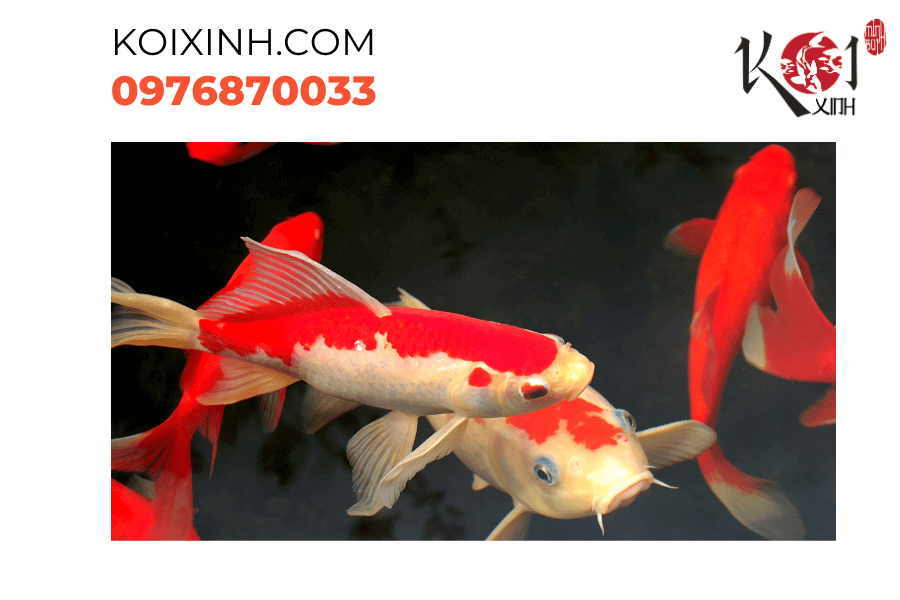 Hãy đắm mình trong vẻ đẹp tự nhiên của bể cá Koi thủy sinh.