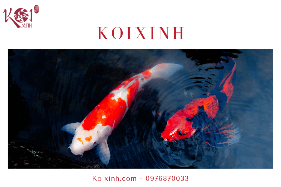 Khi nào và tại sao lại ngừng cho cá Koi ăn vào mùa đông Điều chỉnh chế độ ăn
