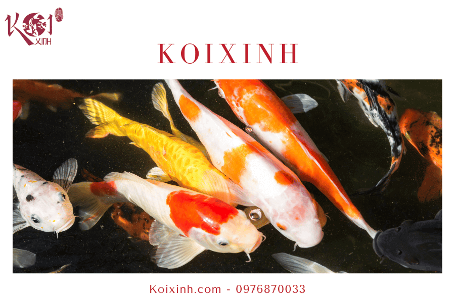 Khi nào và tại sao lại ngừng cho cá Koi ăn vào mùa đông Cho cá Koi ăn trong điều kiện nước lý tưởng vào mùa đông