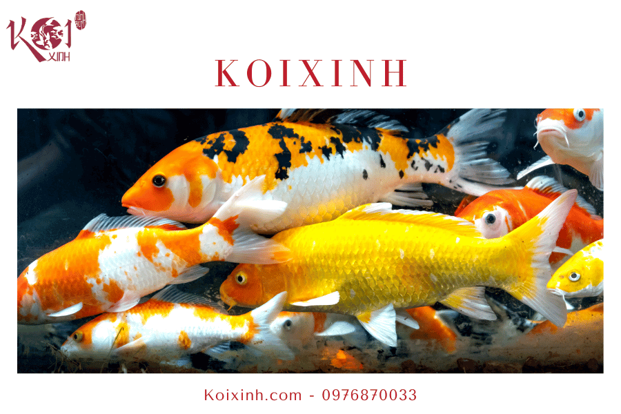 Khi nào và tại sao lại ngừng cho cá Koi ăn vào mùa đông Lợi ích khi ngừng cho cá Koi ăn vào mùa đông