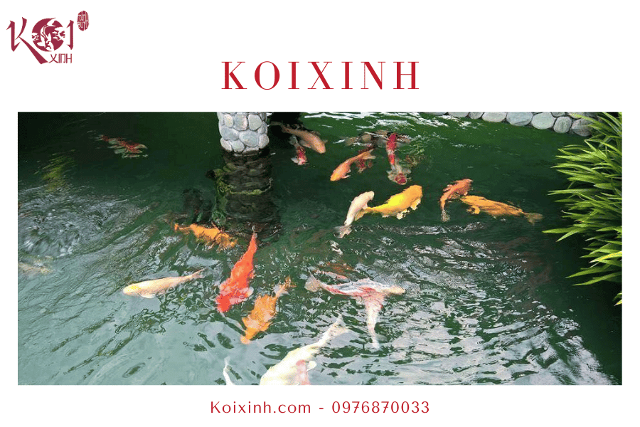 Khi nào và tại sao lại ngừng cho cá Koi ăn vào mùa đông Sự thay đổi nhiệt độ