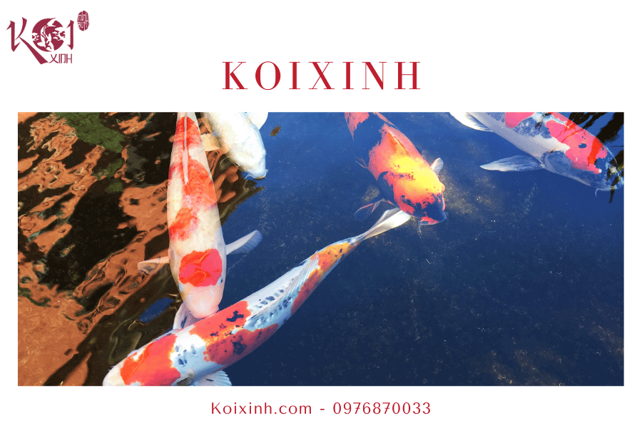Khi nào và tại sao lại ngừng cho cá Koi ăn vào mùa đông Thời tiết ảnh hưởng gì đến cá Koi?