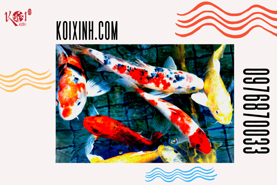 Làm thế nào để khắc phục tình trạng cá Koi nhát người Do nguồn nước