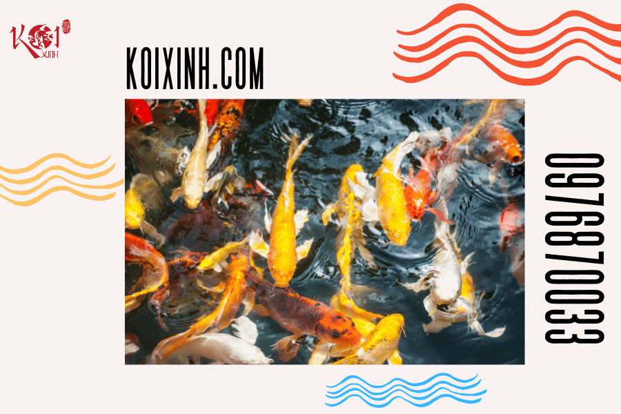 Làm thế nào để khắc phục tình trạng cá Koi nhát người Di truyền từ bố mẹ