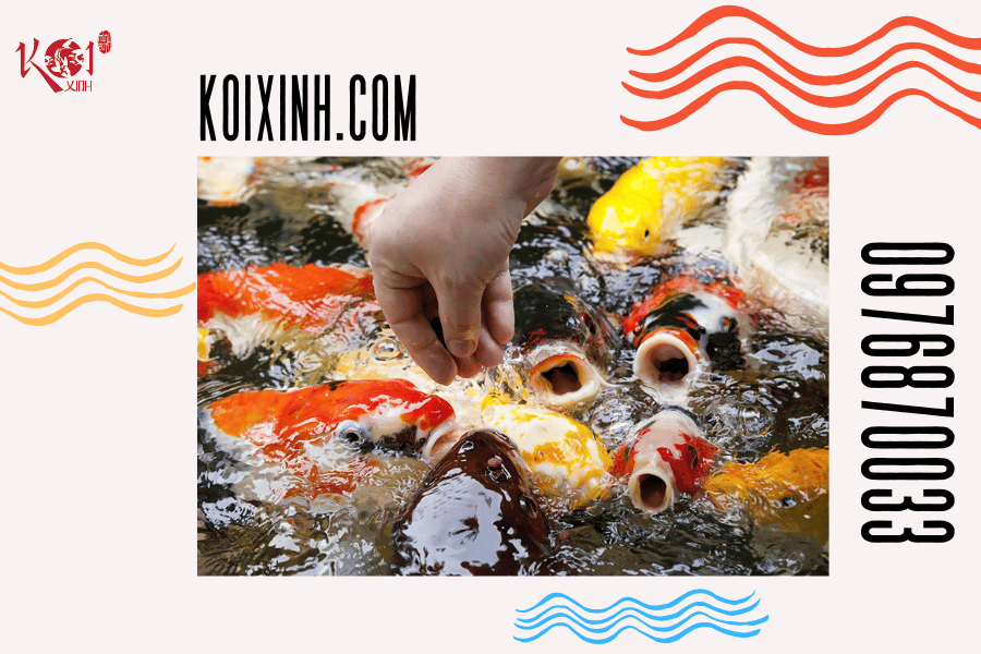 Làm thế nào để khắc phục tình trạng cá Koi nhát người Cải thiện nguồn thức ăn