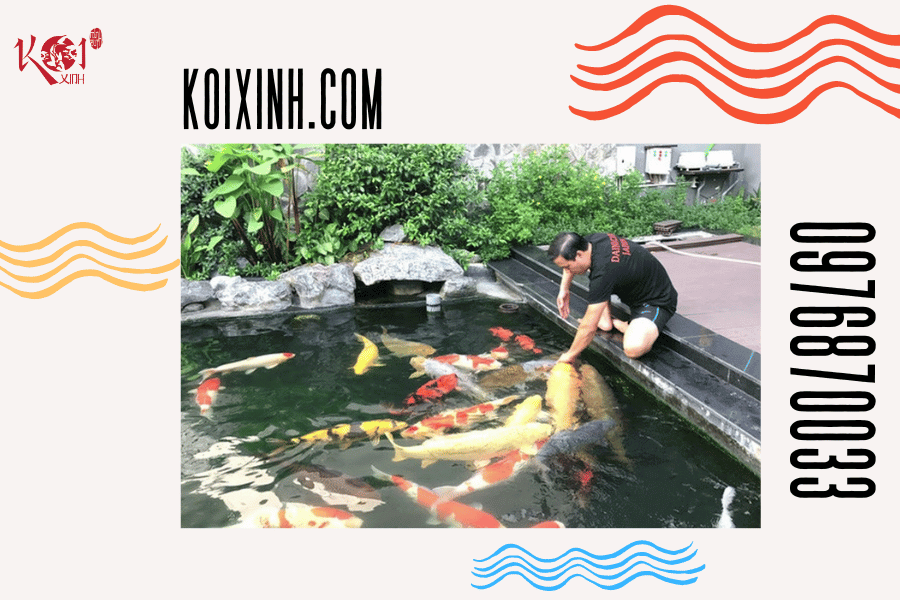 Làm thế nào để khắc phục tình trạng cá Koi nhát người Huấn luyện cá Koi ăn trên tay
