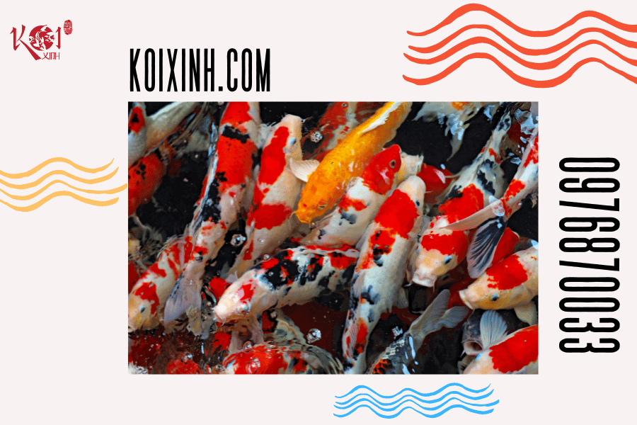 Wiki Koi: Tra cứu tất cả các thuật ngữ Koi