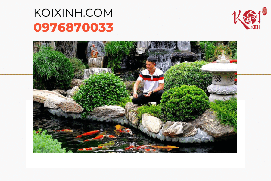 Mẹo vệ sinh hồ cá Koi giúp hồ cá luôn sạch đẹp Đừng cho Koi ăn quá nhiều