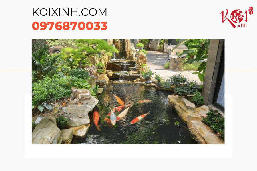 Mẹo vệ sinh hồ cá Koi giúp hồ cá luôn sạch đẹp Lắp đặt hệ thống lọc phù hợp
