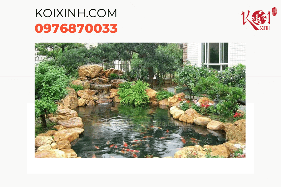 Mẹo vệ sinh hồ cá Koi giúp hồ cá luôn sạch đẹp Một số câu hỏi liên quan đến vệ sinh hồ cá