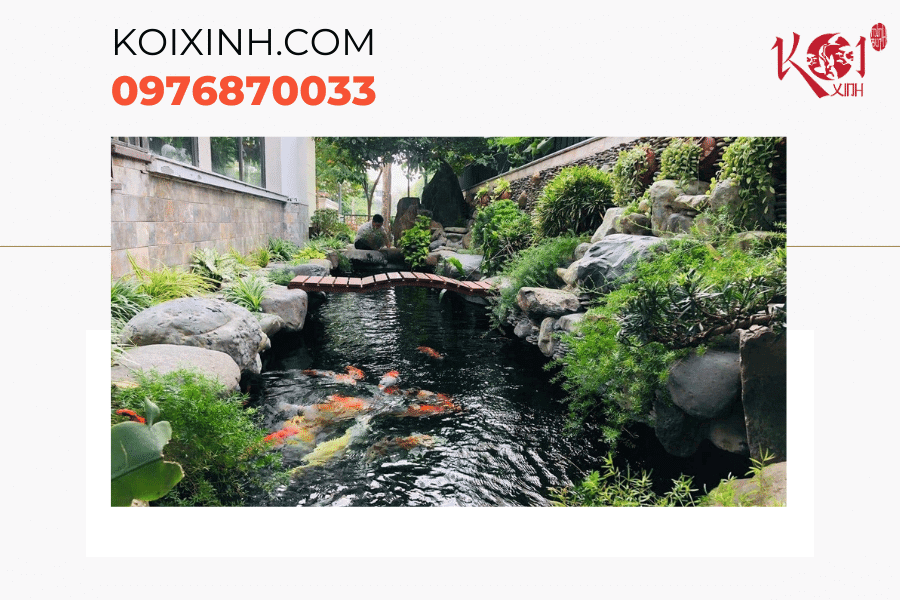 Mẹo vệ sinh hồ cá Koi giúp hồ cá luôn sạch đẹp