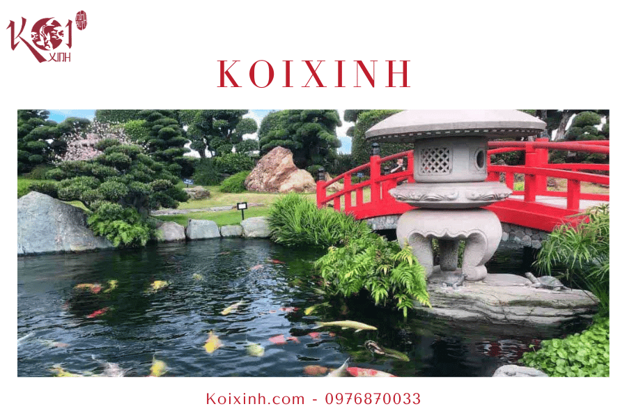 Một số vấn đề liên quan đến hồ cá Koi Tạo điểm nhấn cho không gian