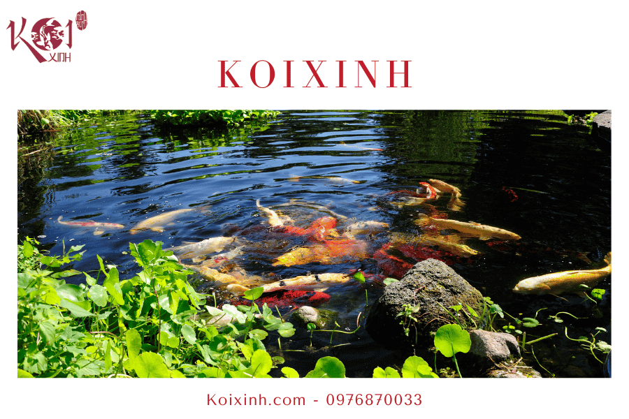 Một số vấn đề liên quan đến hồ cá Koi