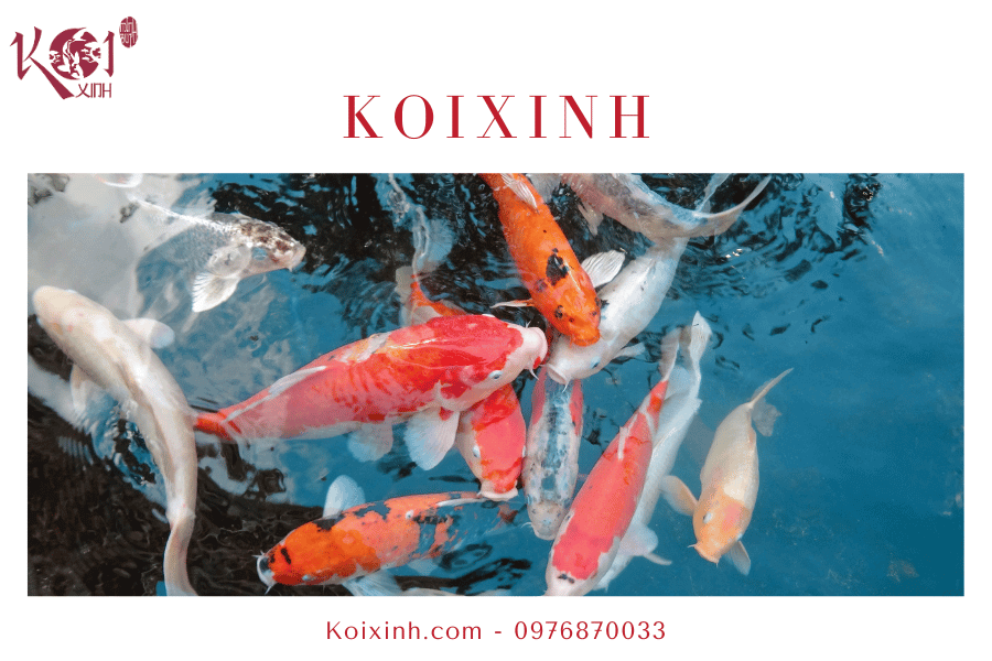 Một số vấn đề liên quan đến hồ cá Koi Chất lượng nước