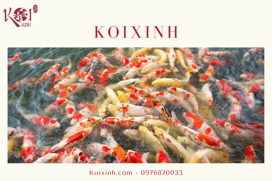Một số vấn đề liên quan đến hồ cá Koi Mật độ thả cá đông