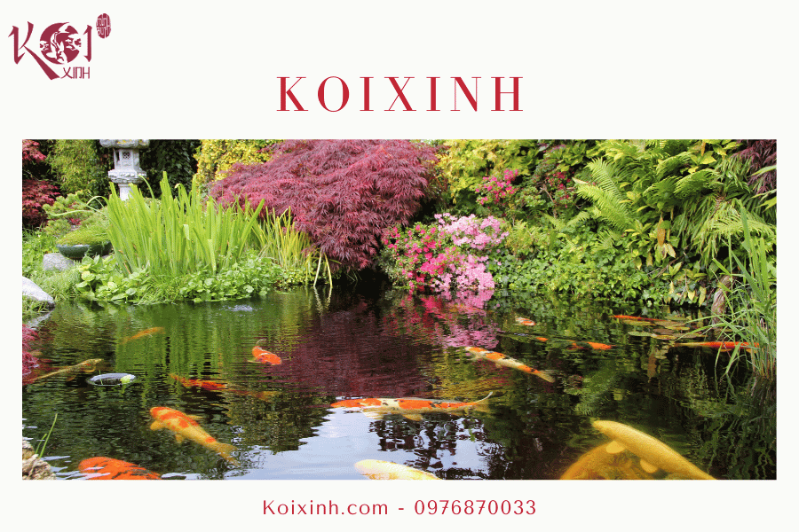 Một số vấn đề liên quan đến hồ cá Koi Kiểm soát tảo và thực vật