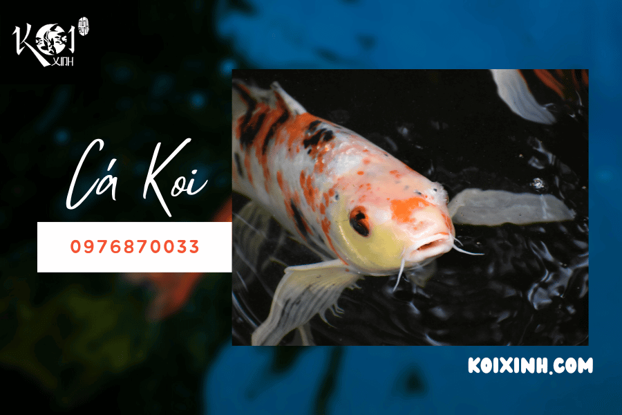 Cá chép Koi là loài cá gì?