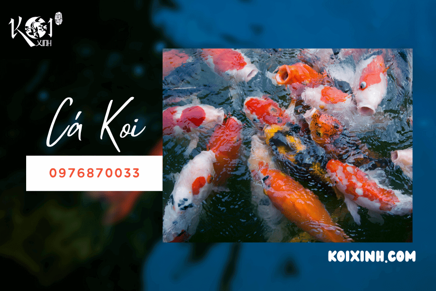 Lai tạo cá Koi không dễ