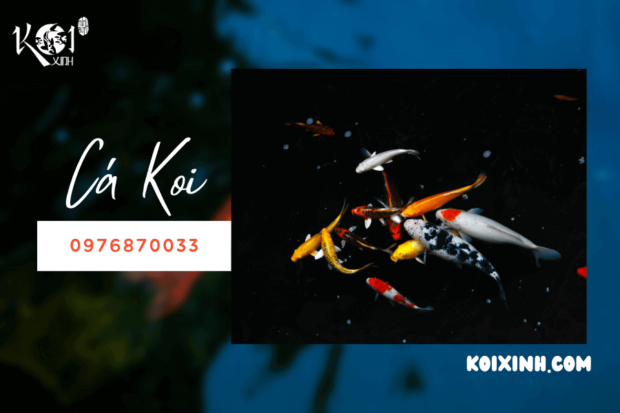 Một số điều về cá Koi: Cá Koi đại diện cho điều gì?