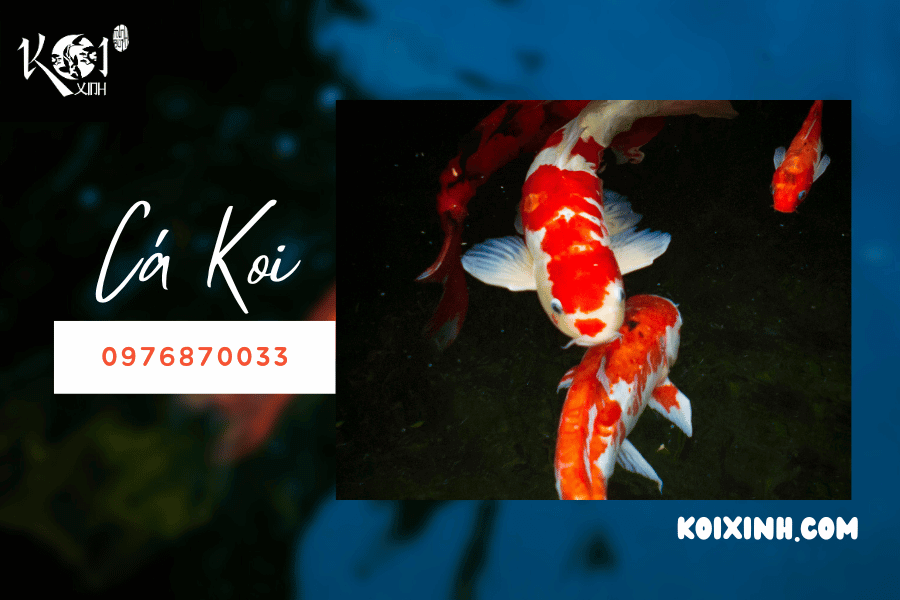 Một số điều về cá Koi bạn nên biết