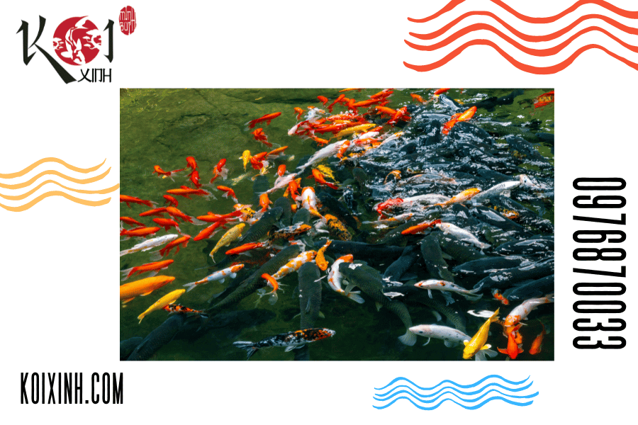 Hãy đảm bảo rằng hồ cá Koi của bạn luôn sạch sẽ và an toàn cho cá. Hãy đảm bảo rằng hồ cá Koi của bạn luôn sạch sẽ và an toàn cho cá.