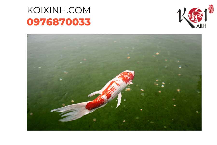 Lấp lánh như ngọc trên mặt nước - Koi Kohaku. Lấp lánh như ngọc trên mặt nước - Koi Kohaku.