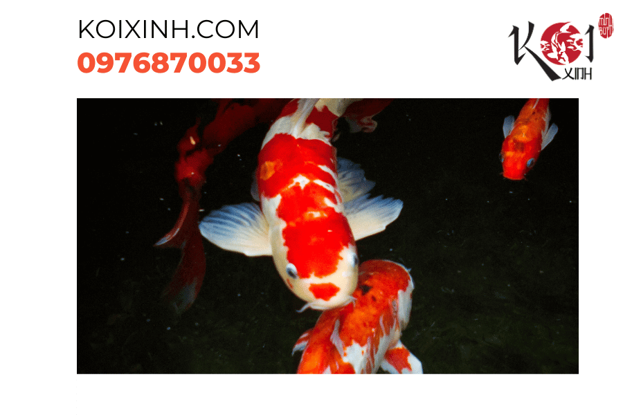 Màu đỏ trên trắng - Kết hợp hoàn hảo trong Koi Kohaku. Màu đỏ trên trắng - Kết hợp hoàn hảo trong Koi Kohaku.
