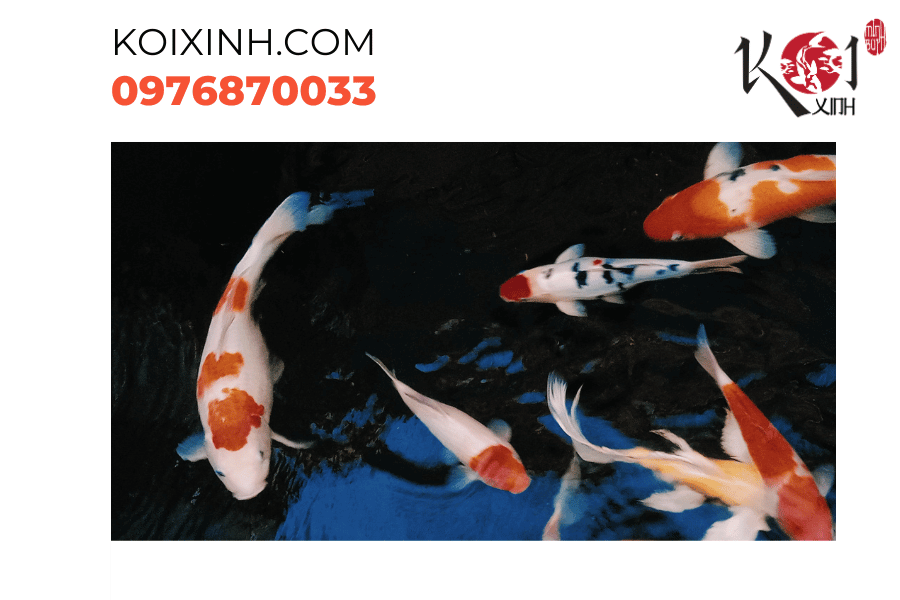 Hòa quyện giữa màu trắng tinh khôi và đỏ cuốn hút của Koi Kohaku. Hòa quyện giữa màu trắng tinh khôi và đỏ cuốn hút của Koi Kohaku.
