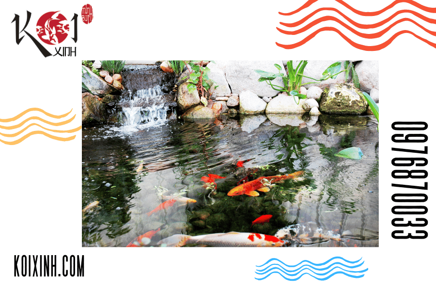 Đảm bảo sức khỏe tối đa cho cá Koi: Kiểm tra thường xuyên, nuôi dưỡng mãi mãi. Đảm bảo sức khỏe tối đa cho cá Koi: Kiểm tra thường xuyên, nuôi dưỡng mãi mãi.