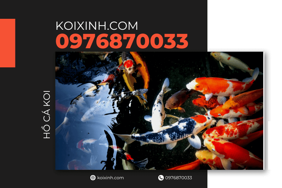 Tại sao bạn cần xây hồ cá Koi trong sân Sự tích về cá Koi