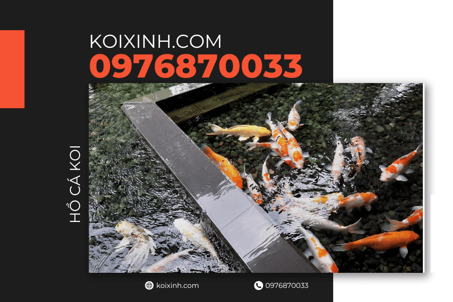 Tại sao bạn cần xây hồ cá Koi trong sân Thư giãn và giảm căng thẳng