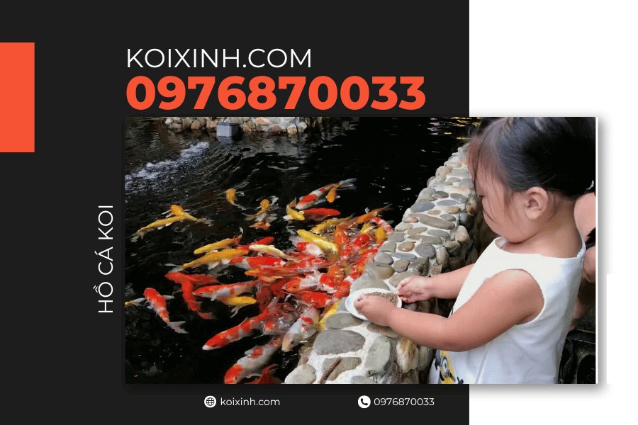 Tại sao bạn cần xây hồ cá Koi trong sân Tăng hiệu quả giáo dục
