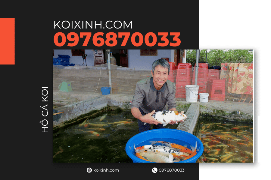Tại sao bạn cần xây hồ cá Koi trong sân Đem lại giá trị kinh tế cho gia đình