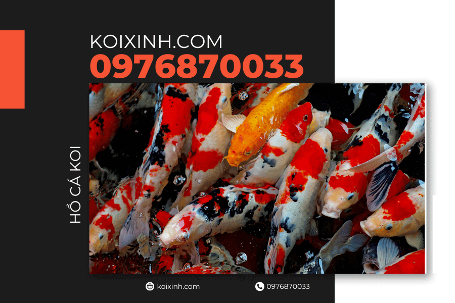 Tại sao bạn cần xây hồ cá Koi trong sân Thả cá vào hồ