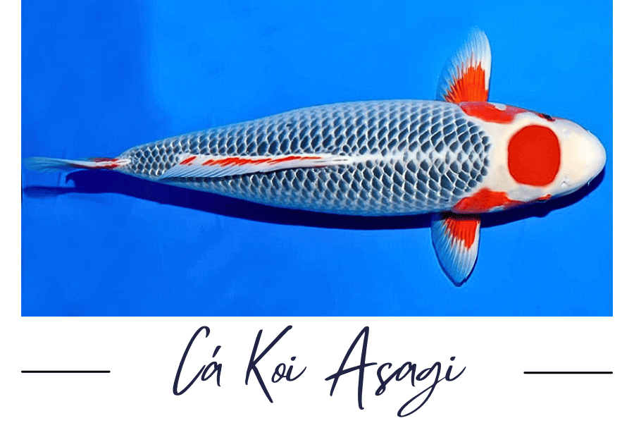 Cá Koi Asagi: Tất cả những gì bạn cần biết