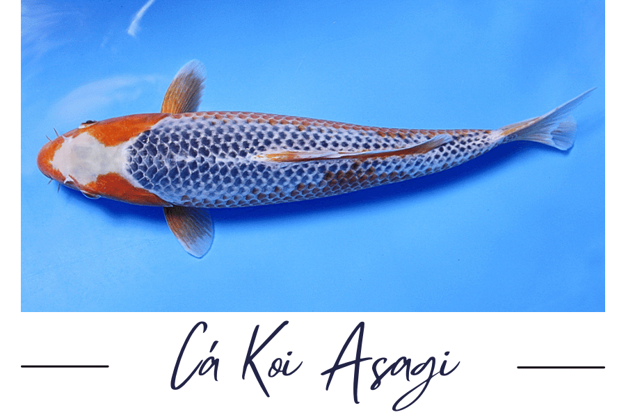 Cá Koi Asagi: Tất cả những gì bạn cần biết